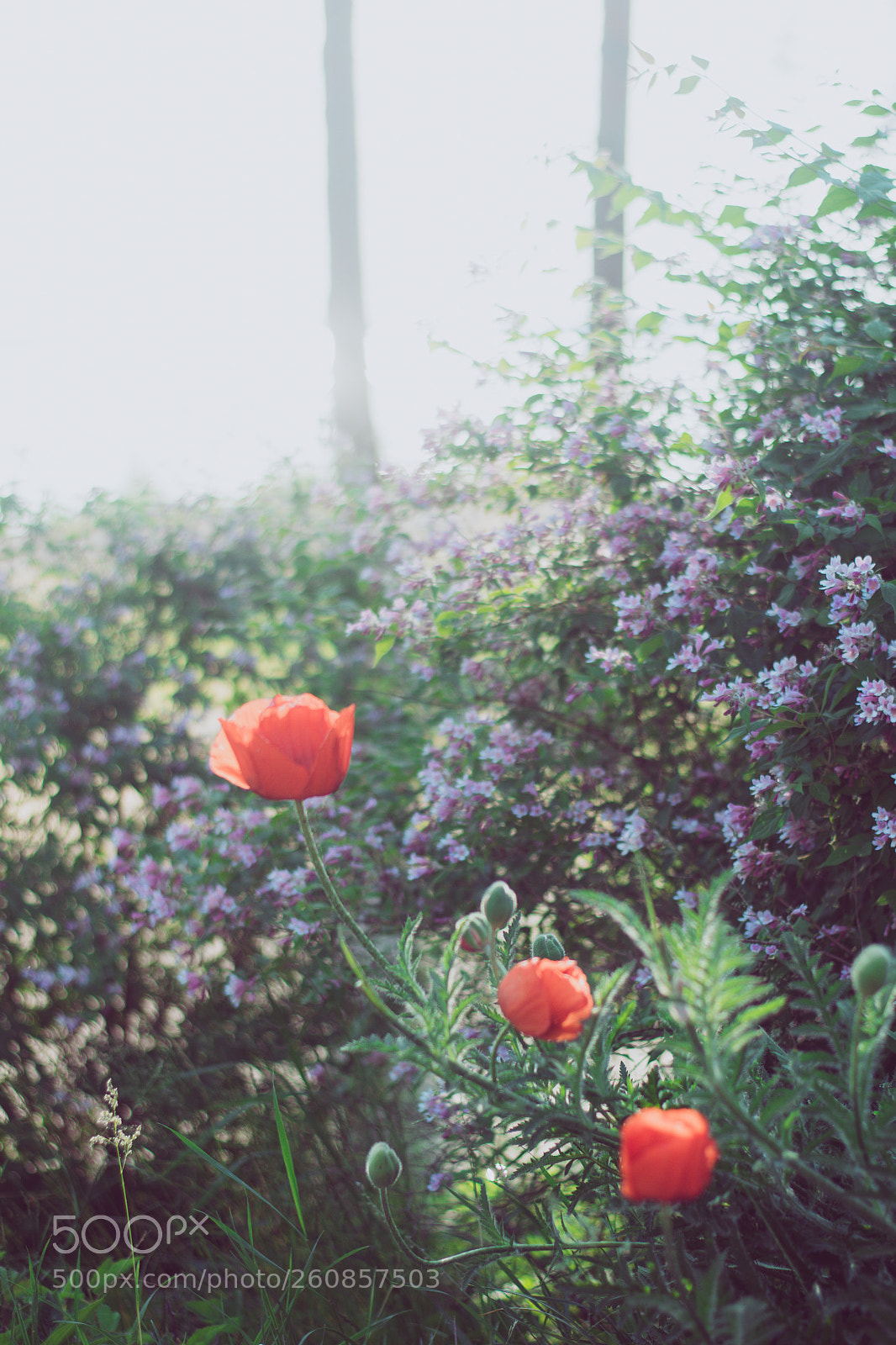 Nikon D5500 sample photo. Summerlight photography