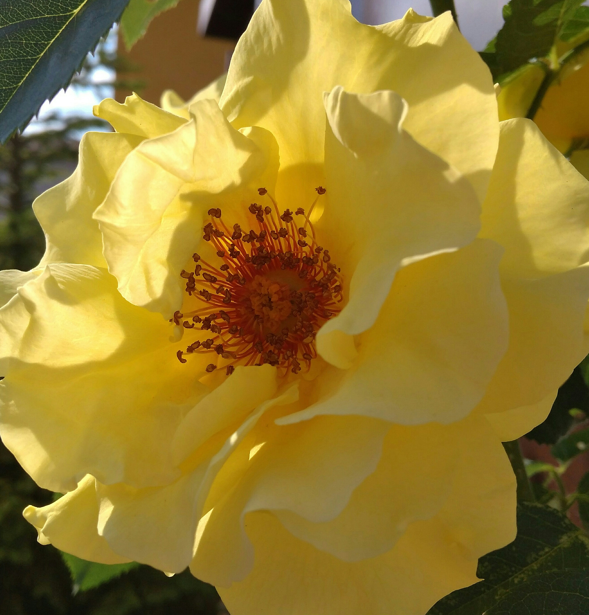 Xiaomi Redmi 4A sample photo