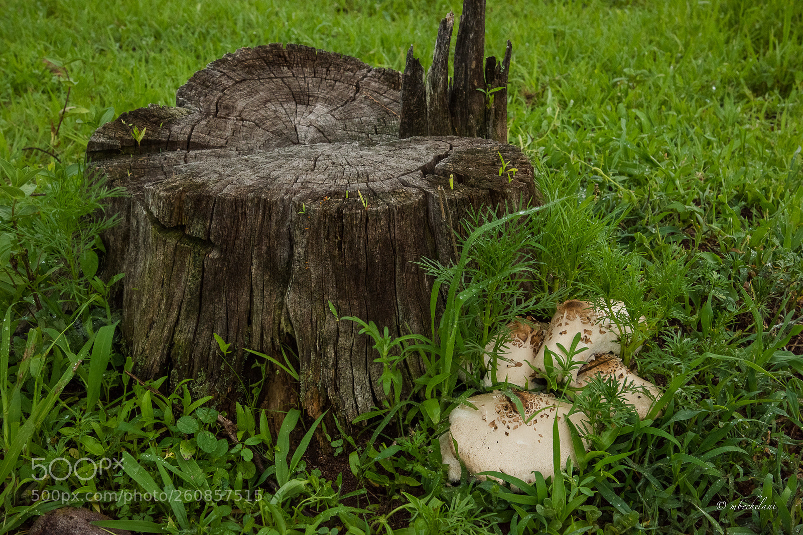 Nikon D810 sample photo. Mbs photography