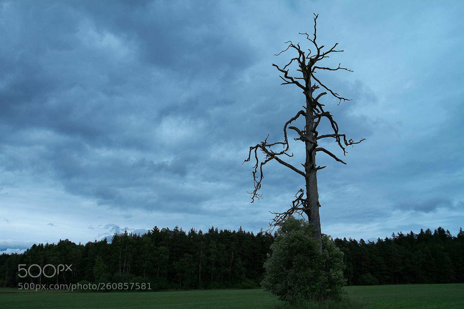 Canon EOS 7D sample photo. Tree in blue photography