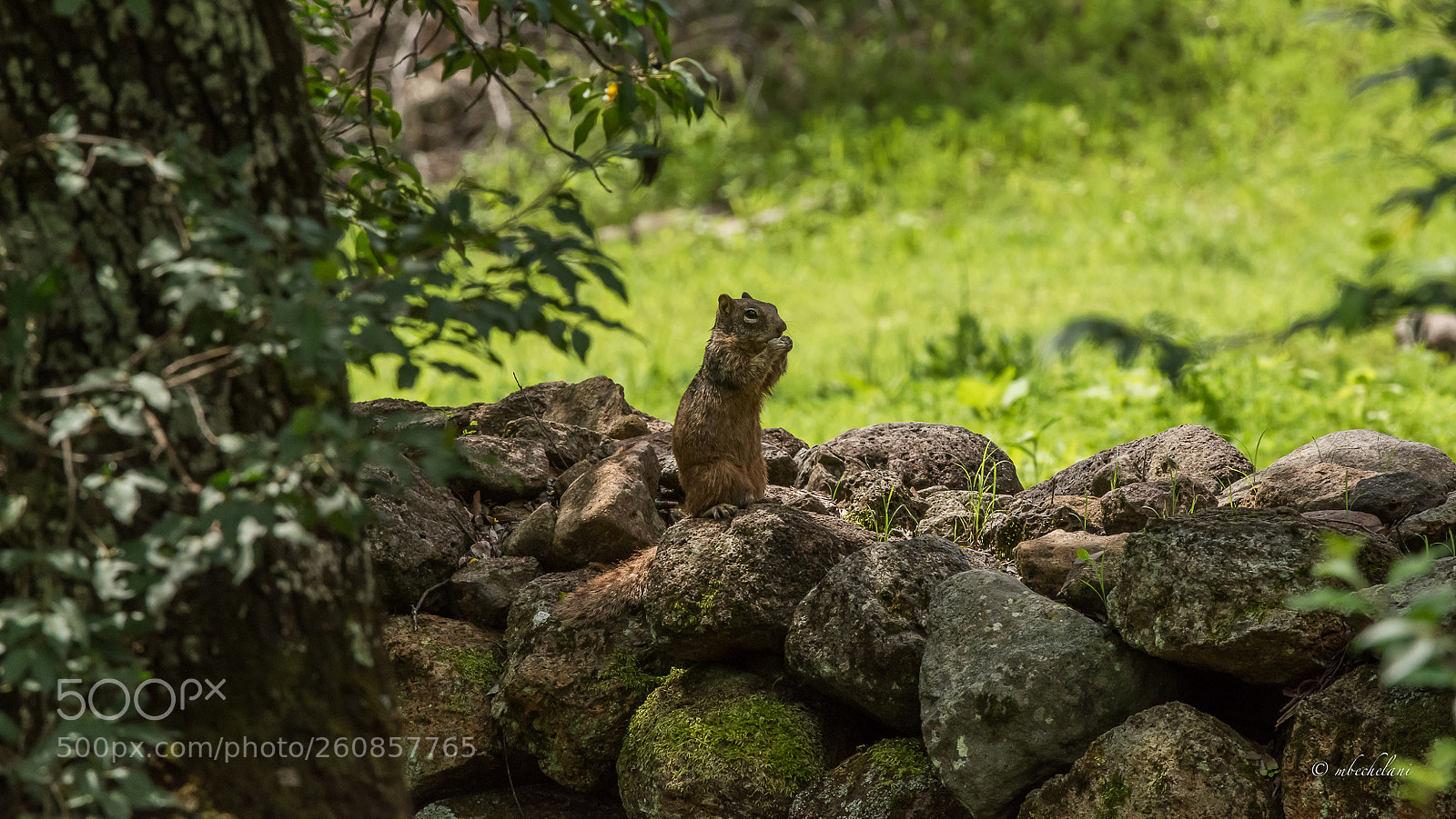 Nikon D810 sample photo. Mbs photography