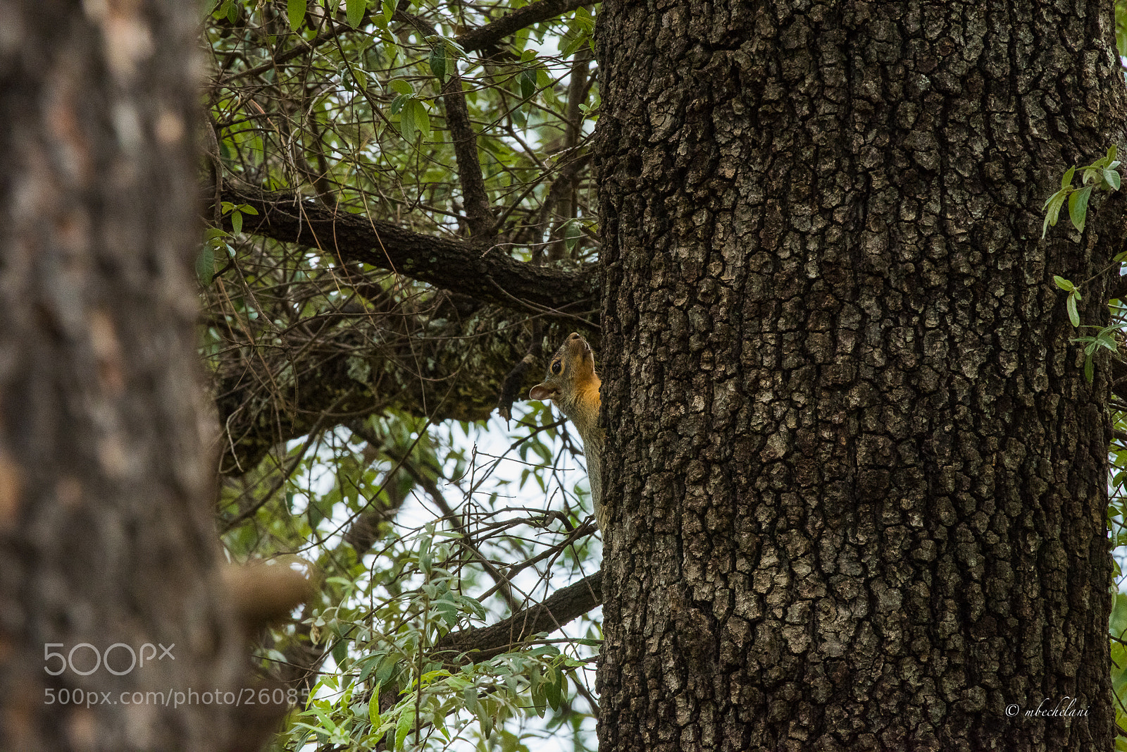Nikon D810 sample photo. Mbs photography