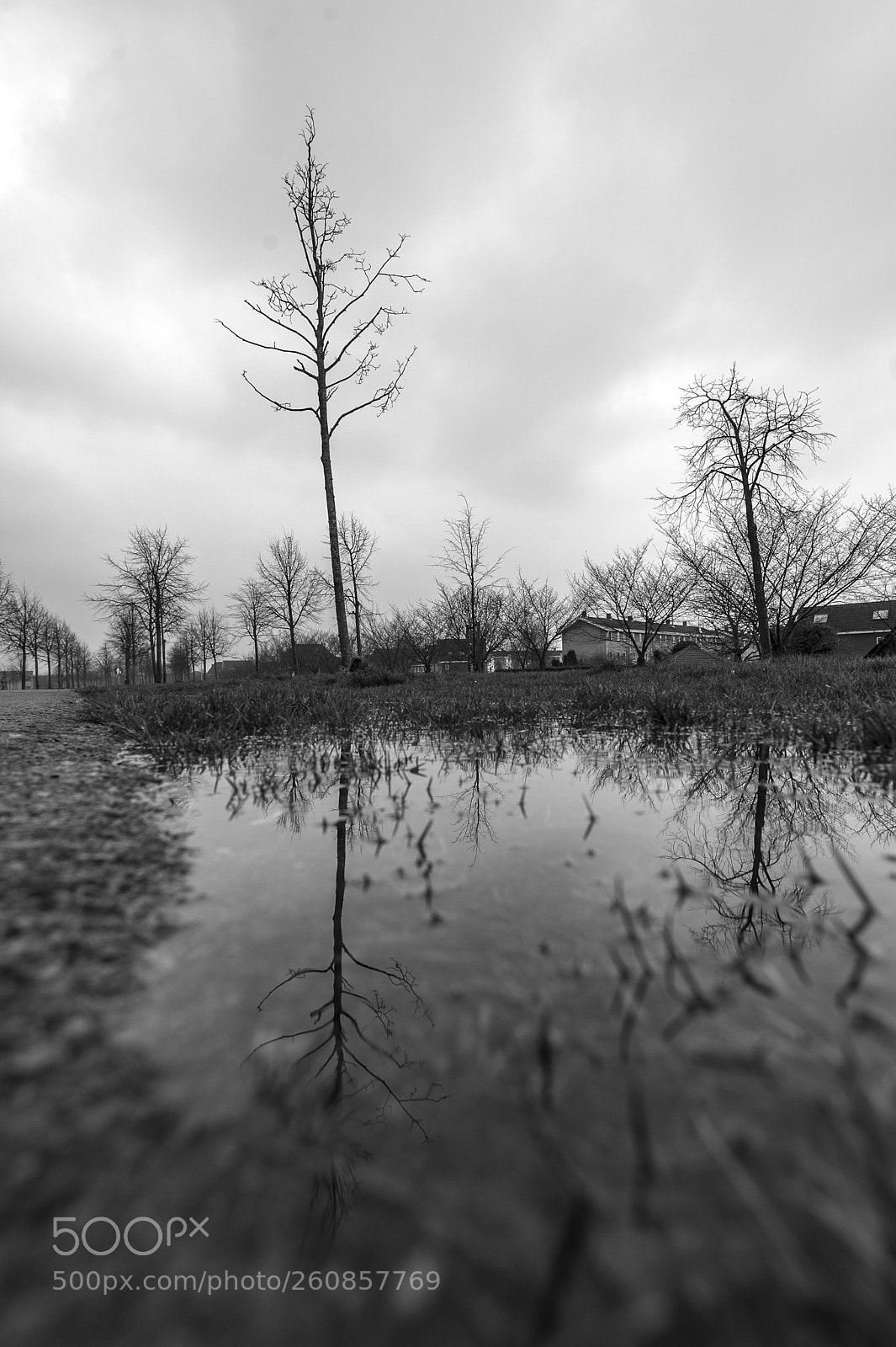 Nikon D700 sample photo. Trees photography