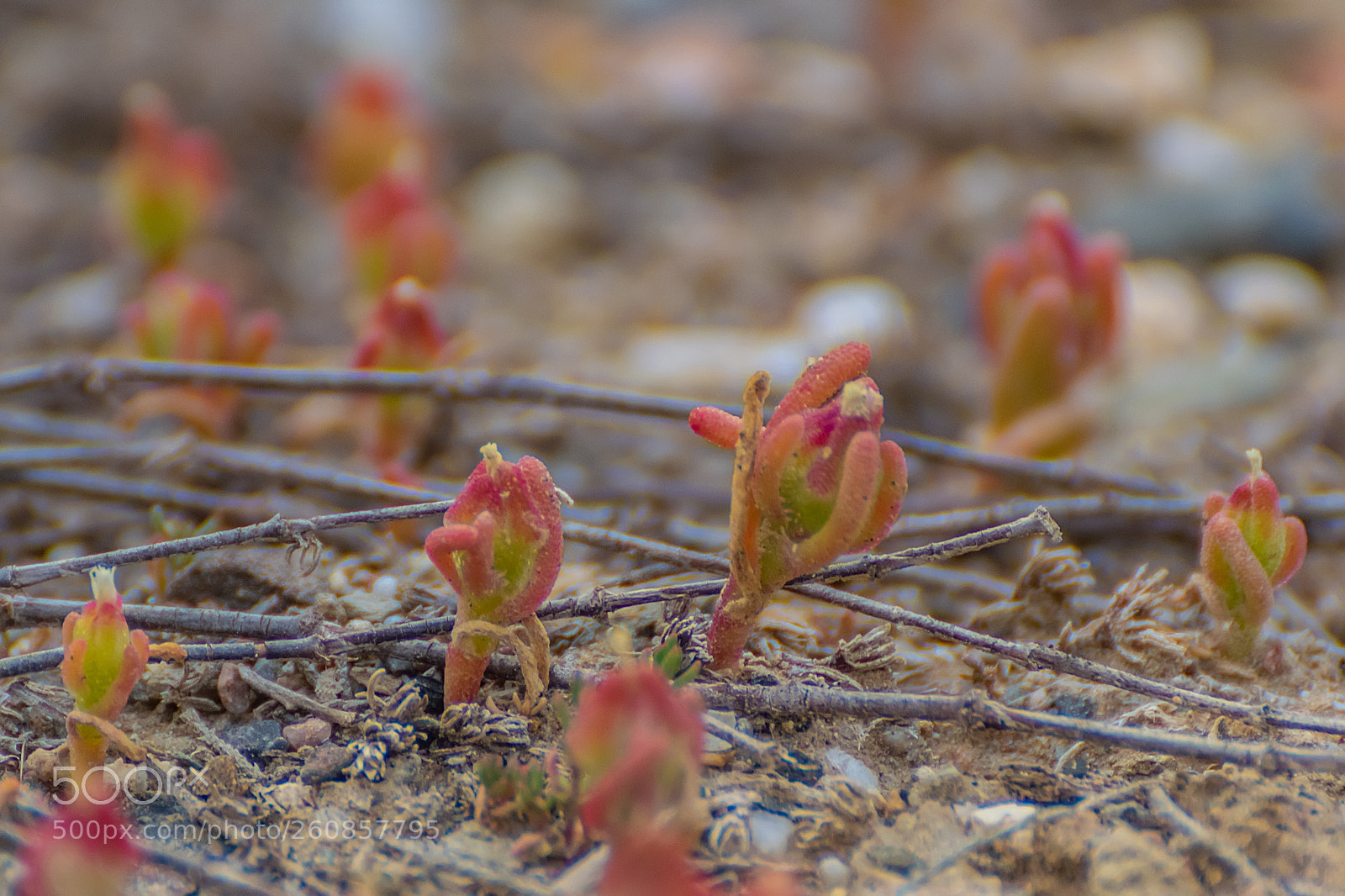 Nikon D5300 sample photo. Halophyta plants photography