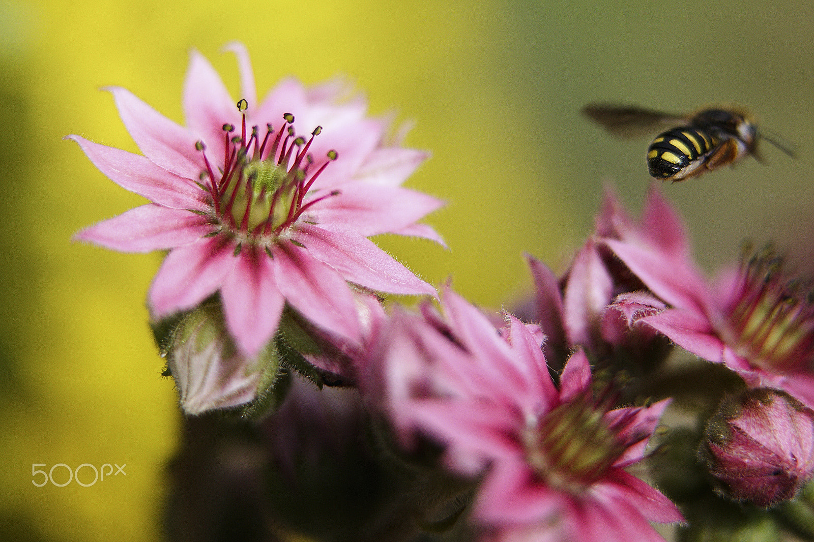 Canon EOS 70D + Canon EF 100mm F2.8L Macro IS USM sample photo. Houseleek and wasp photography