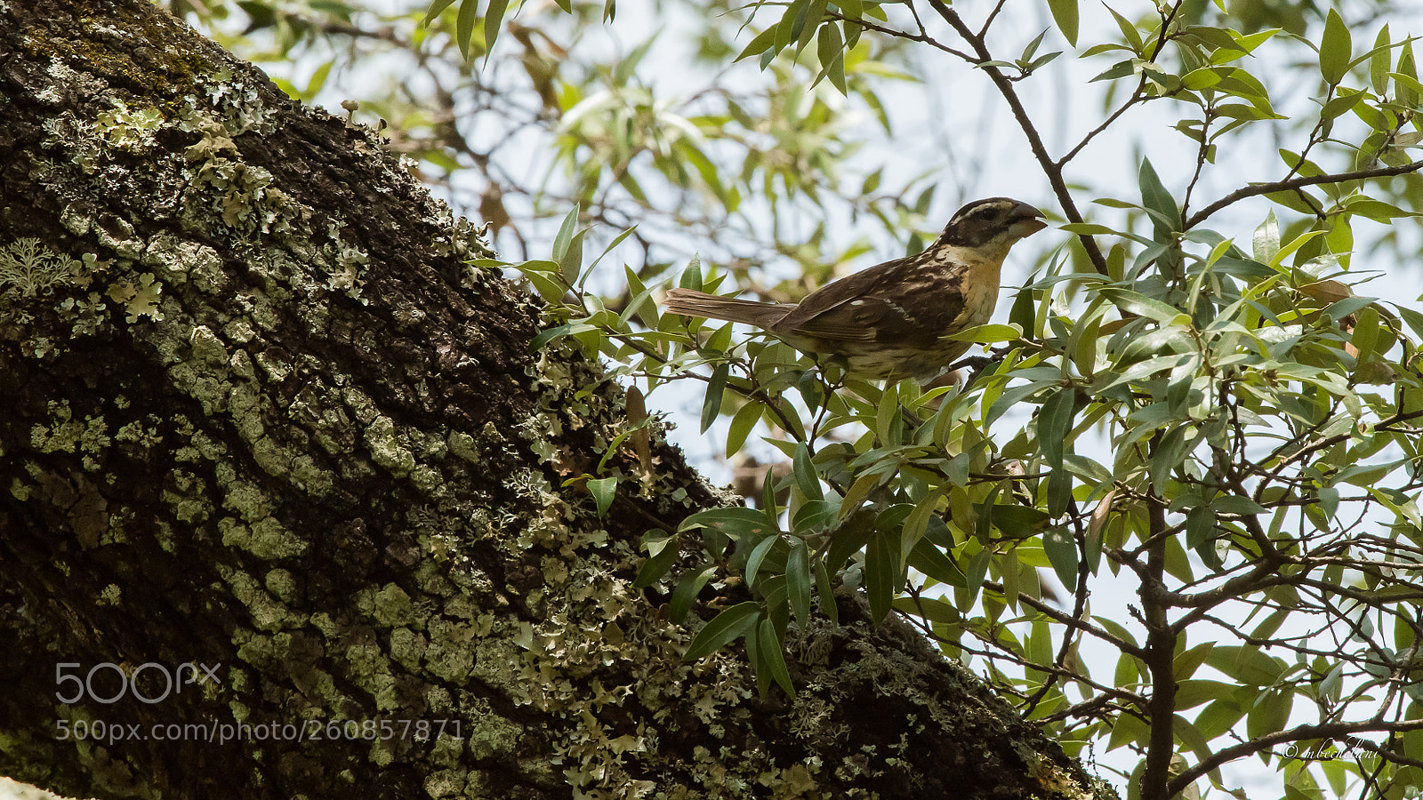 Nikon D810 sample photo. Mbs photography