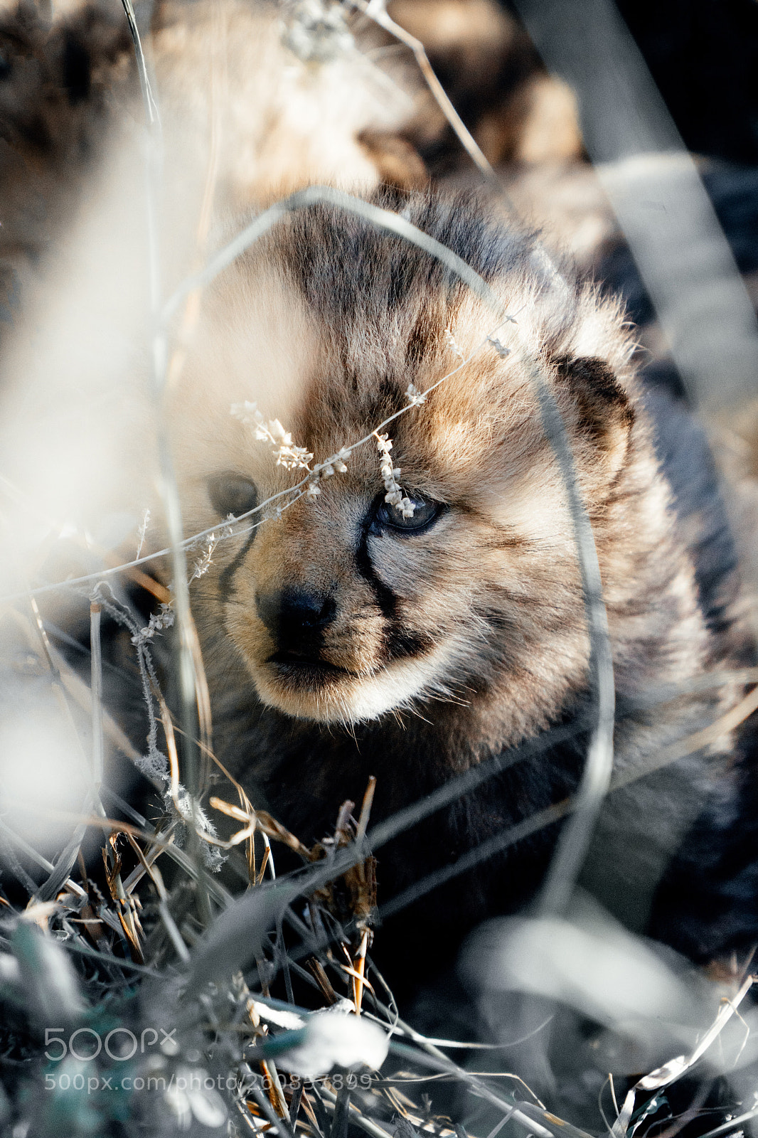 Sony a7 III sample photo. Cheetah s cubs https photography