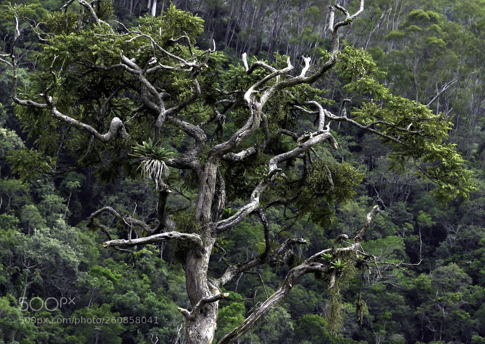 Nikon D7100 sample photo. An isolated tree photography