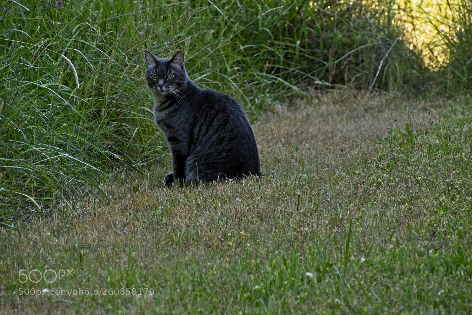 Nikon D5200 sample photo. The hunter photography