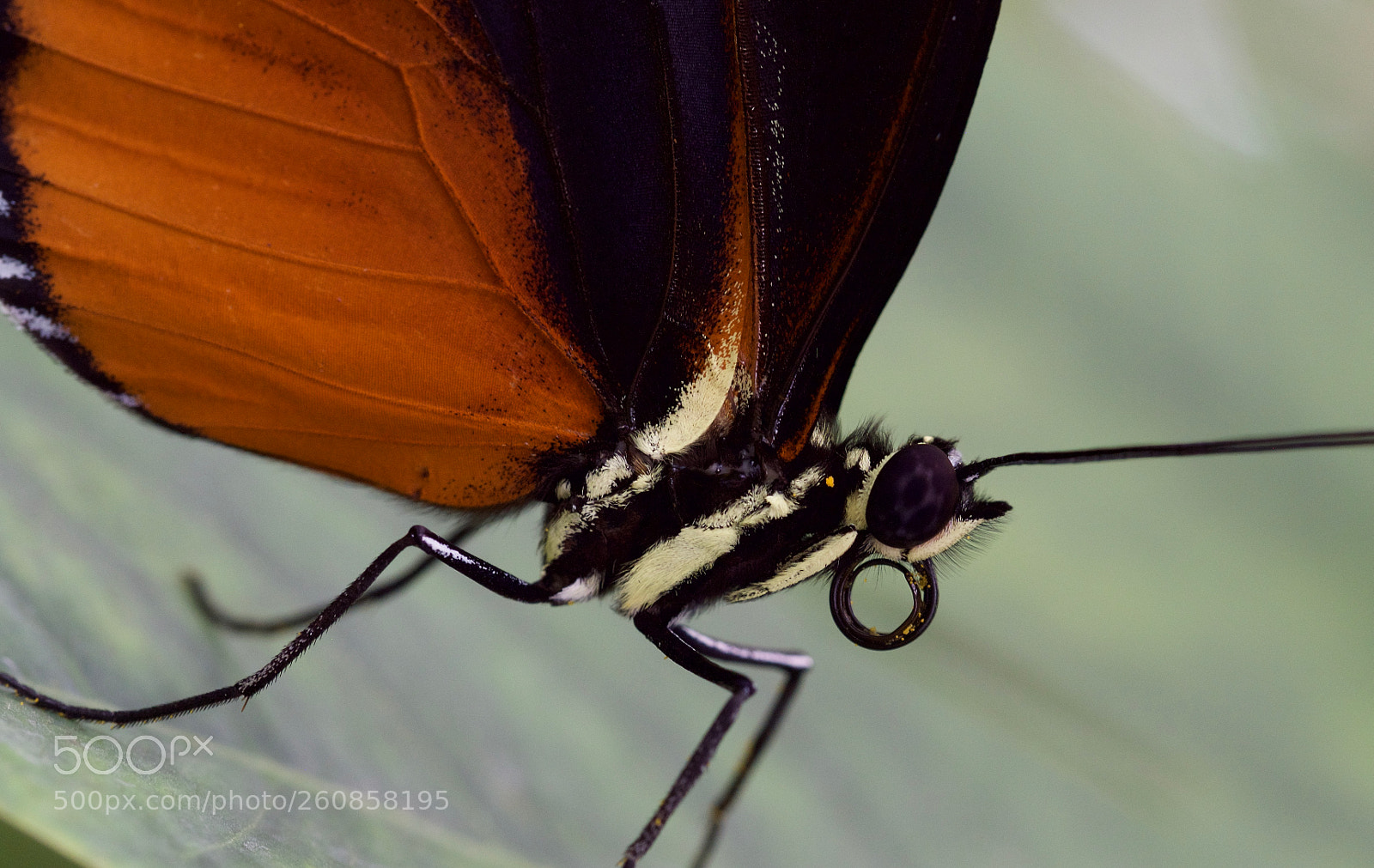 Olympus OM-D E-M10 II sample photo. Butterfly photography