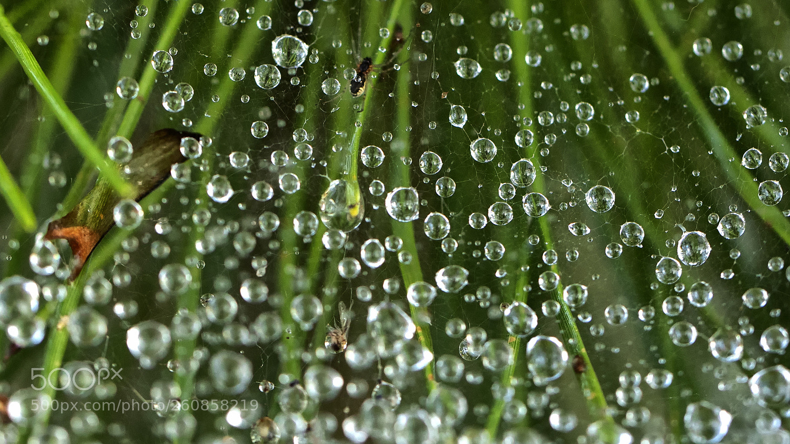 Canon EOS 5D Mark IV sample photo. A photography