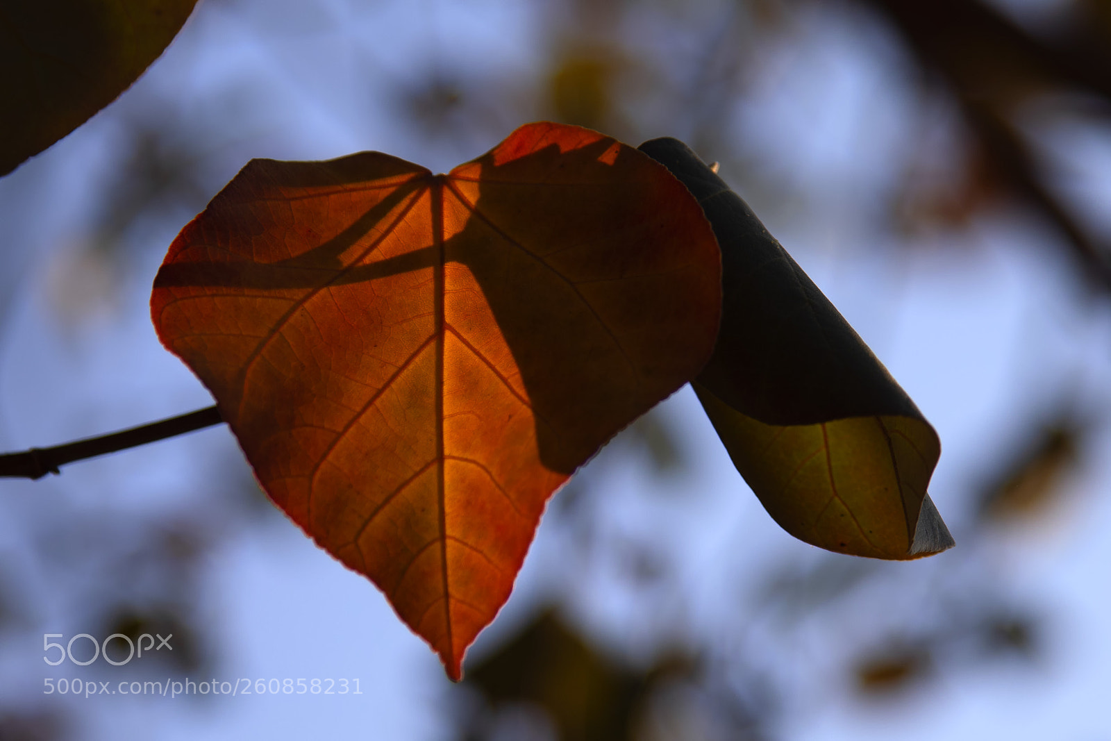 Canon EOS 5D Mark IV sample photo. Qva photography