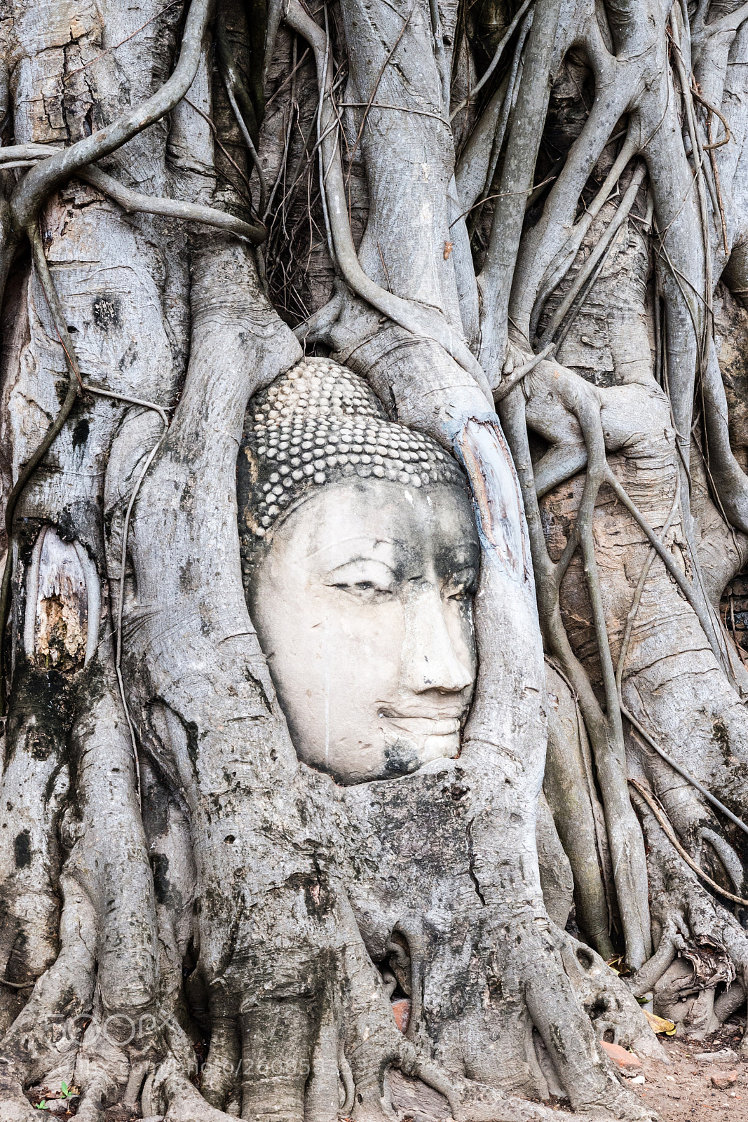 Olympus OM-D E-M5 sample photo. Buddha's head photography