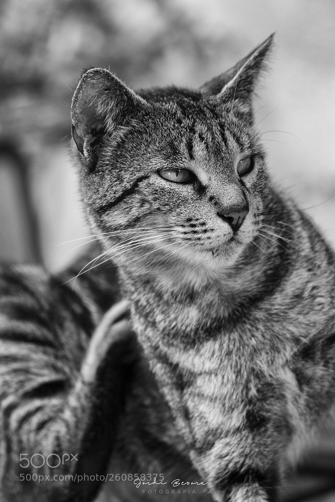 Nikon D5300 sample photo. Cat portrait photography
