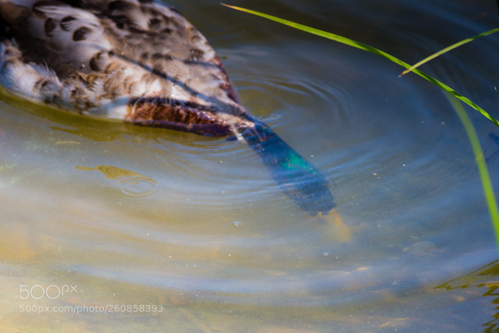 Canon EOS 6D sample photo. Underwater photography
