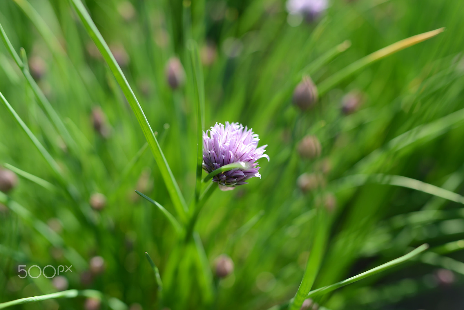 Nikon D800 sample photo. In the green light of chives photography