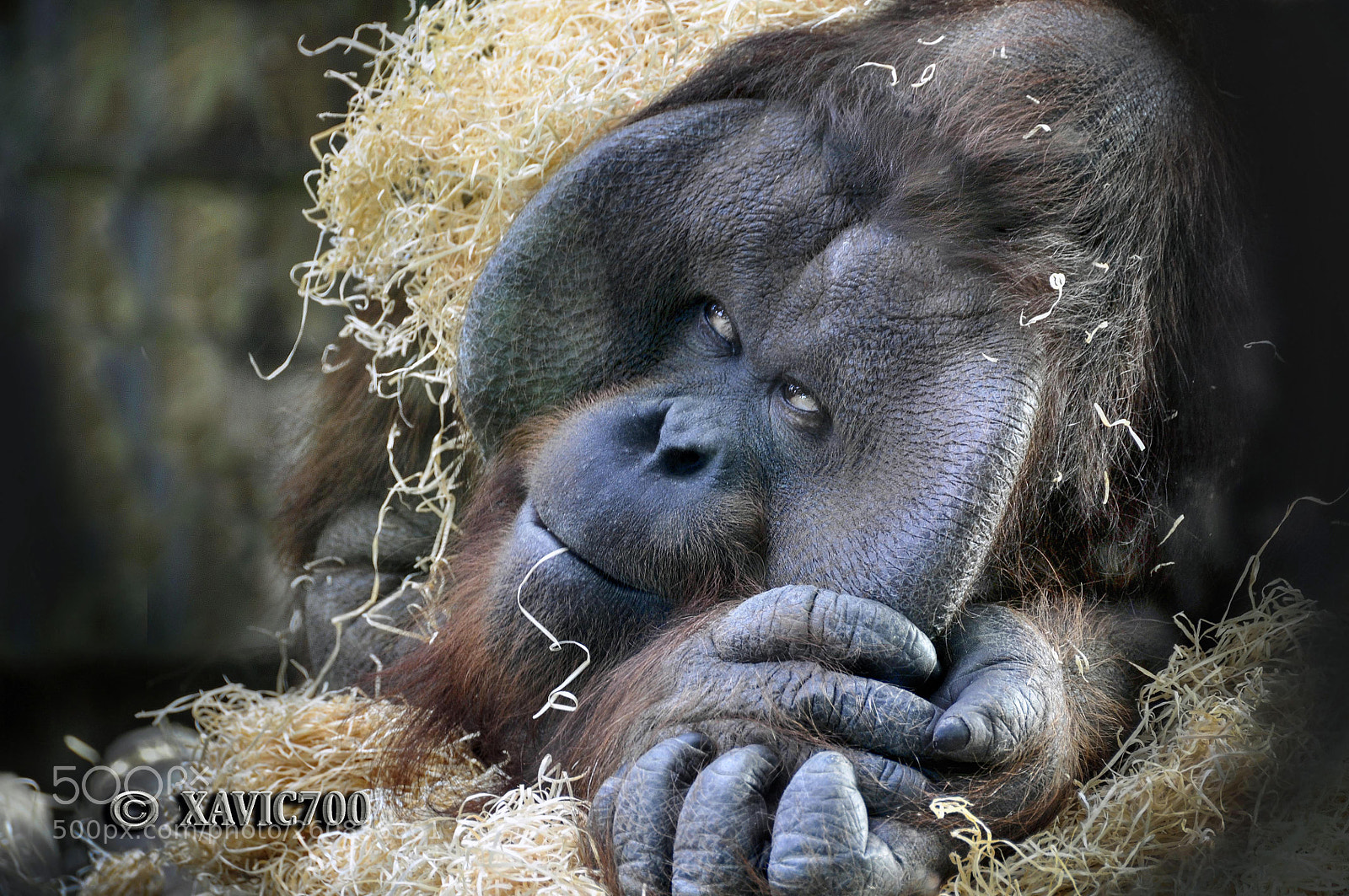 Nikon D90 sample photo. Orangutan portrait. barcelona zoo photography