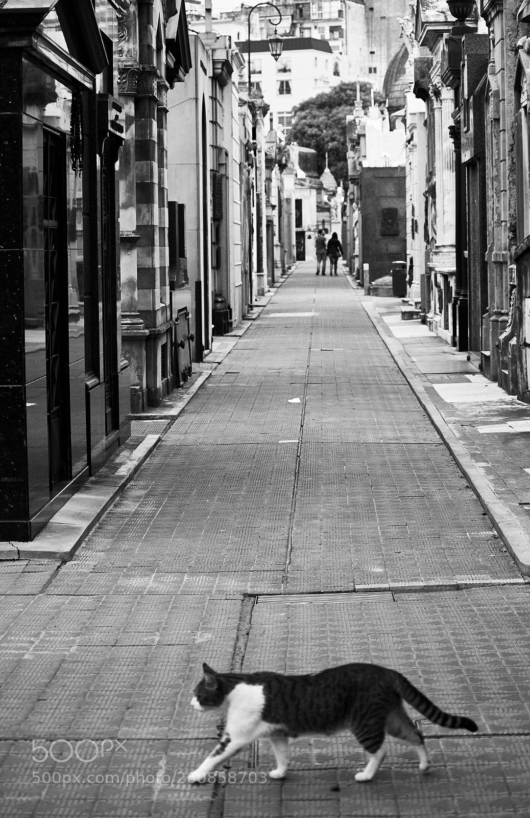 Nikon D5500 sample photo. Cat photography