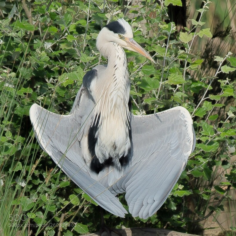 Nikon D4 sample photo. In posa al sole  photography