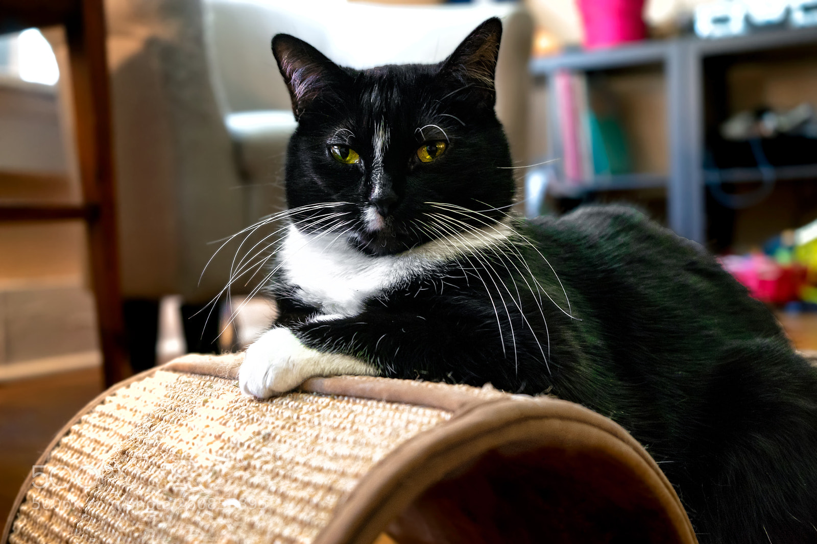 Sony a7 sample photo. Tuxedo cat black with photography
