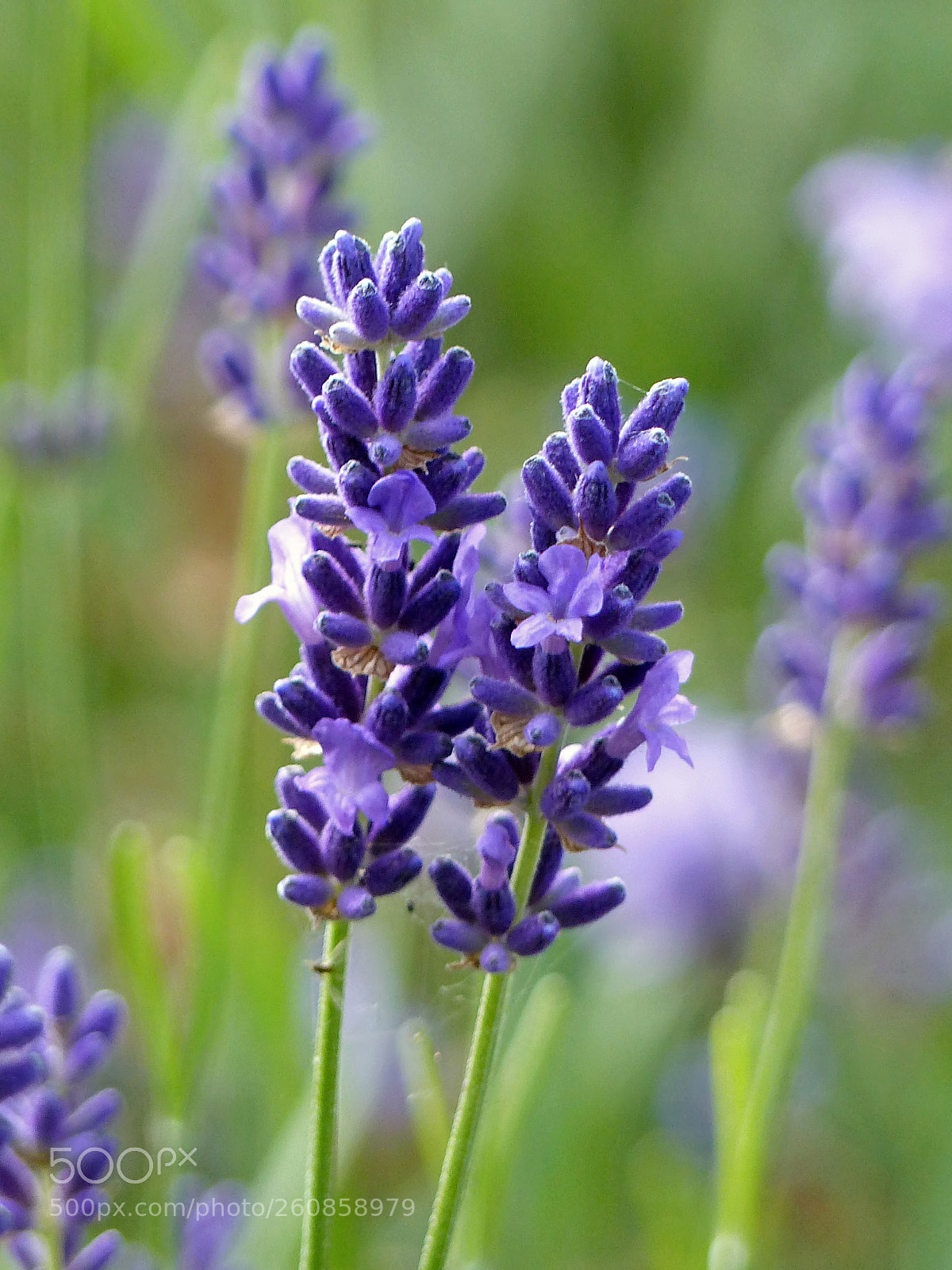Panasonic Lumix DMC-FZ200 sample photo. Lavender photography
