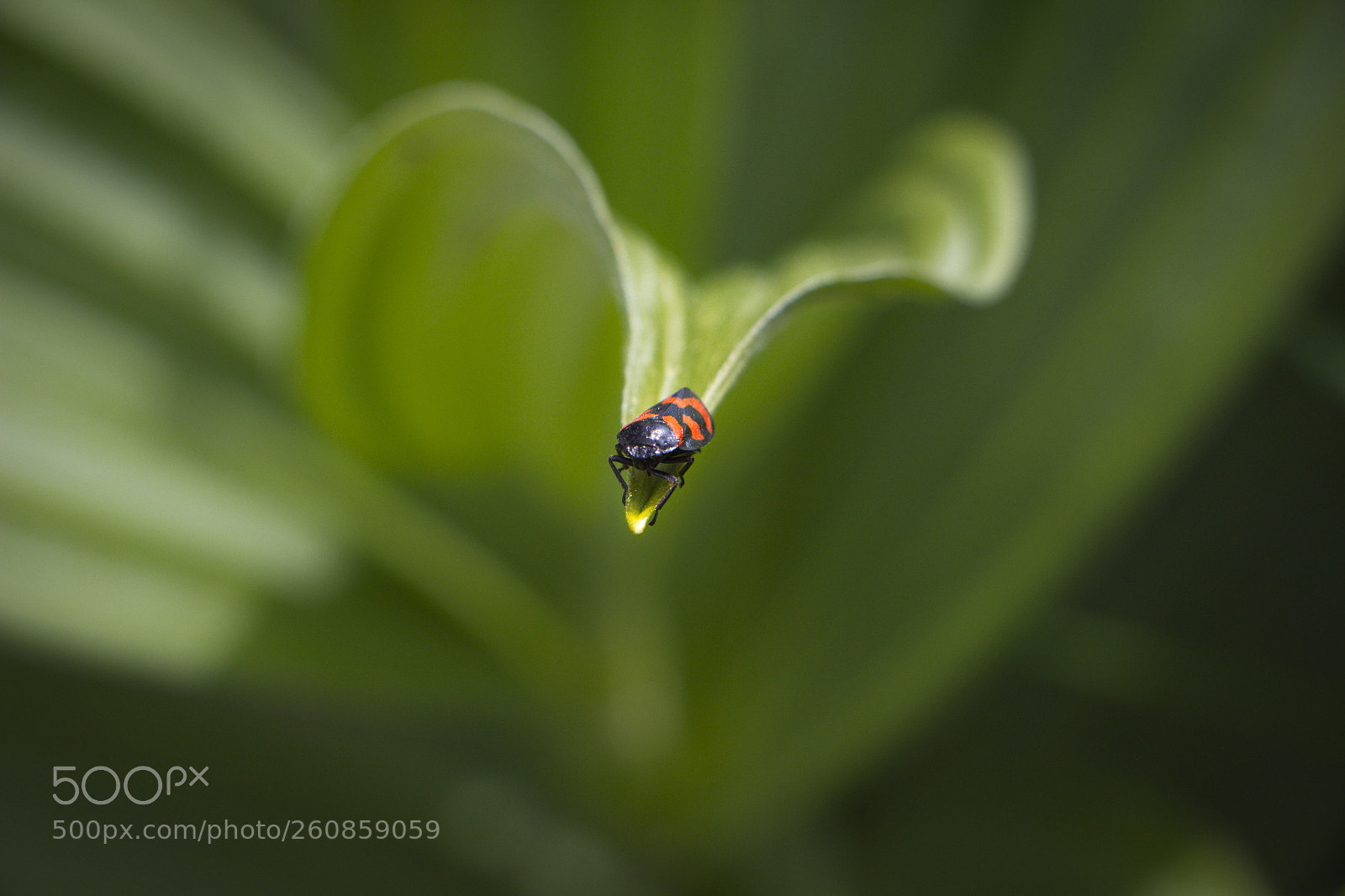 Canon EOS 700D (EOS Rebel T5i / EOS Kiss X7i) sample photo. Bug on the leaf photography
