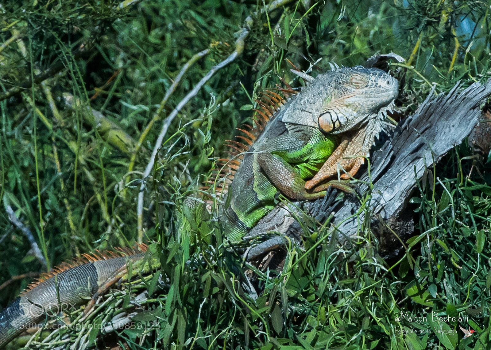 Nikon D810 sample photo. Mbs photography