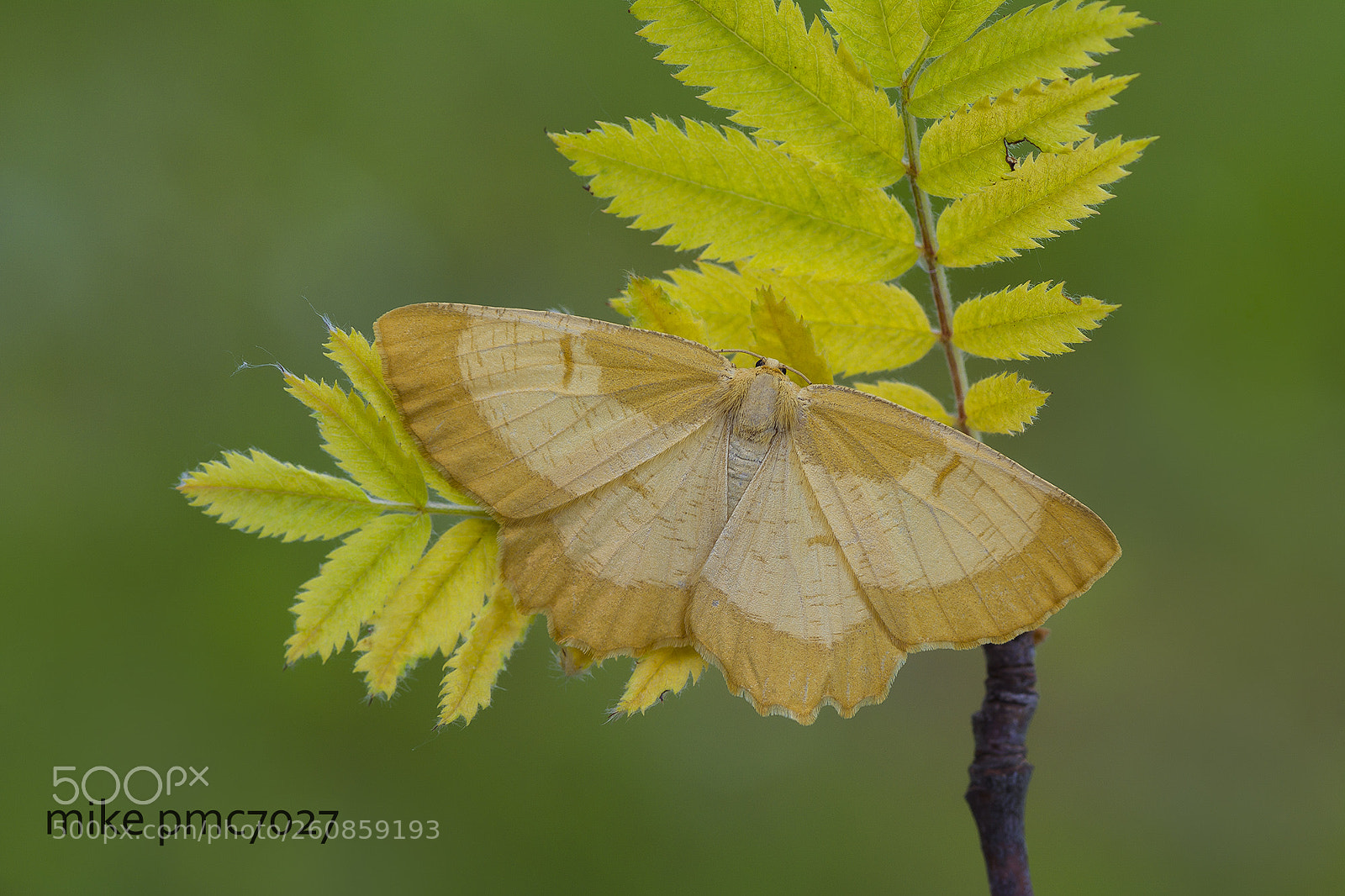 Nikon D7100 sample photo. The orange moth photography