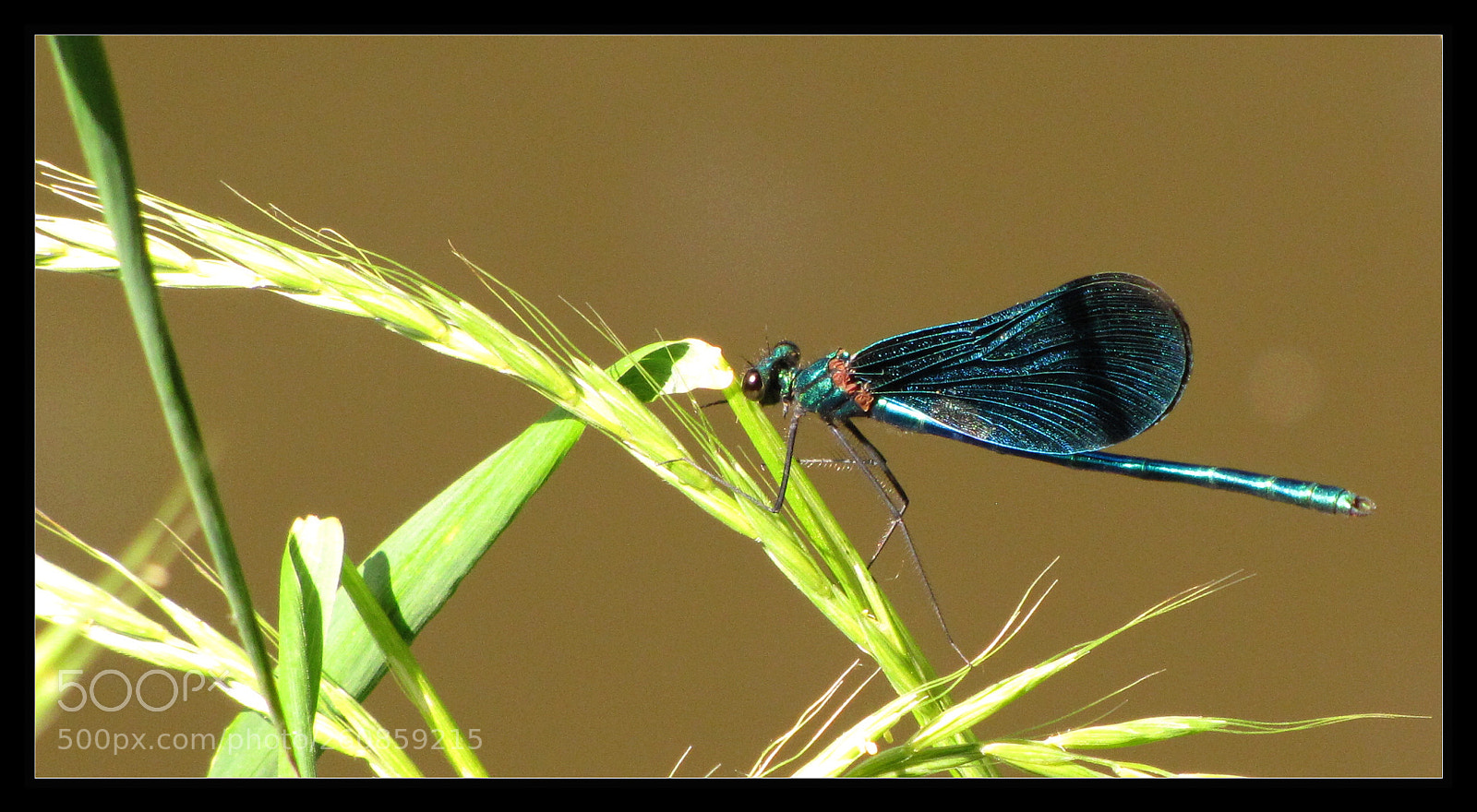 Canon PowerShot SX20 IS sample photo. Blue dragonfly photography