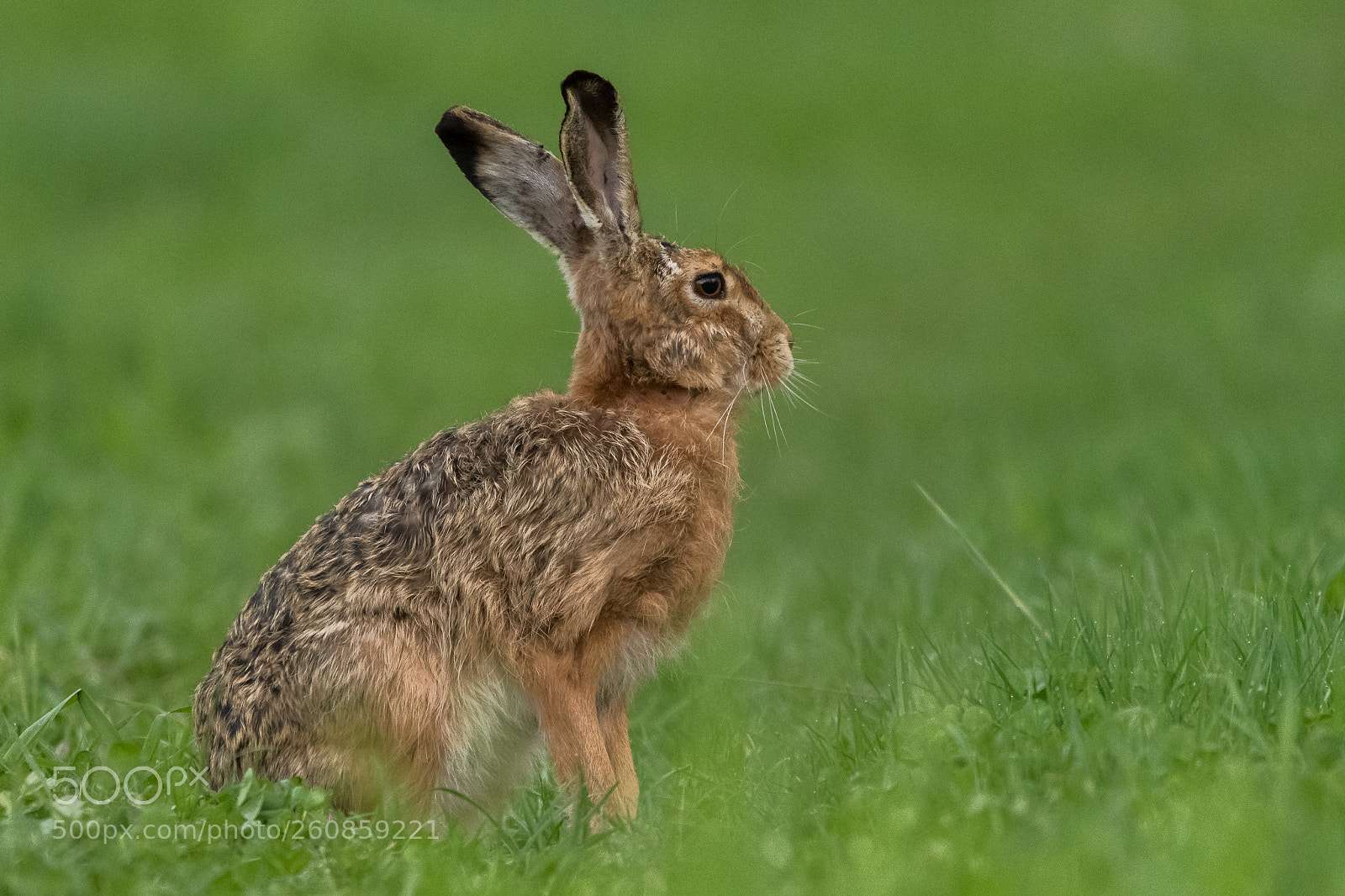 Nikon D500 sample photo. Hare photography