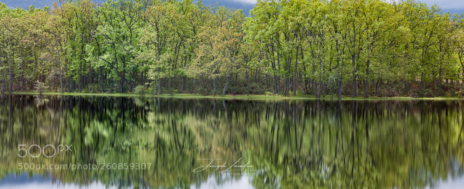 Canon EOS 5D sample photo. Forest´s reflection photography
