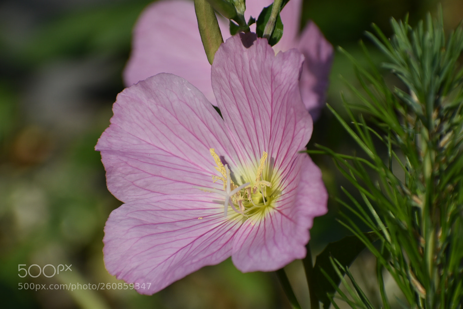Nikon D5500 sample photo. Untitled photography