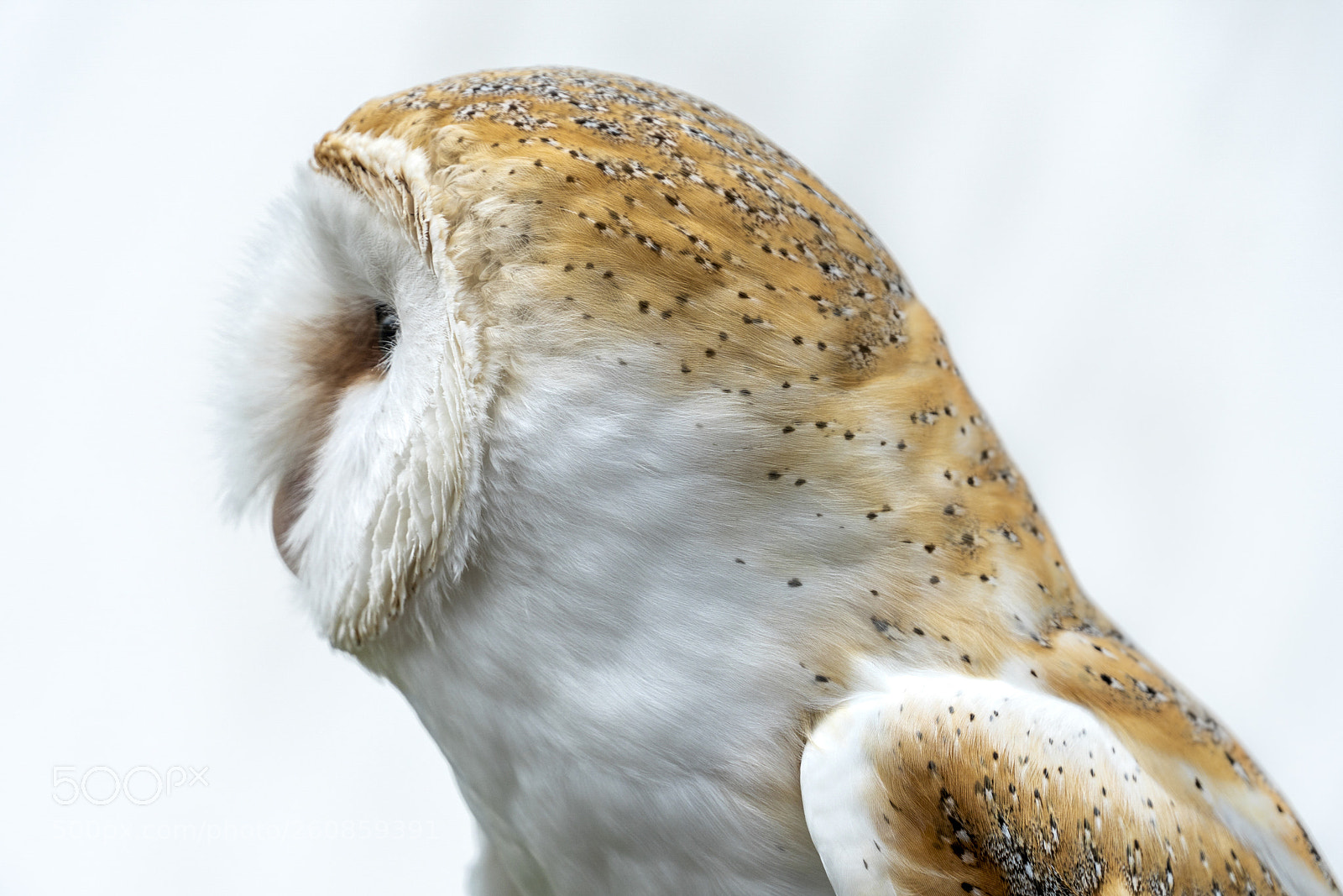 Sony a6300 sample photo. Owl's profile photography