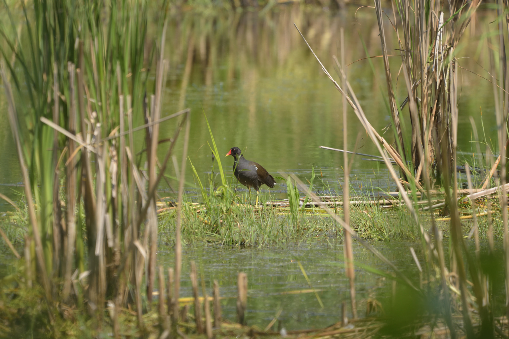 Nikon D750 sample photo. Common moorhen (gallinula chloropus) photography