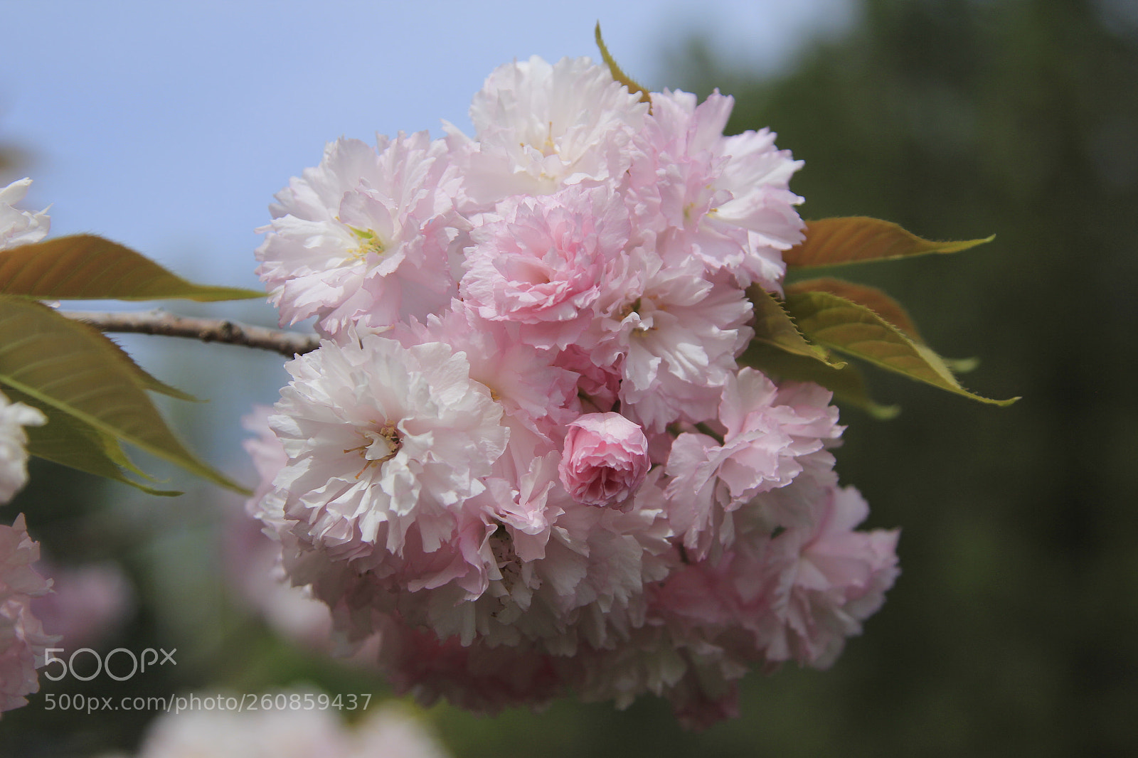 Canon EOS 60D + Canon EF 24-105mm F4L IS USM sample photo. Rose photography