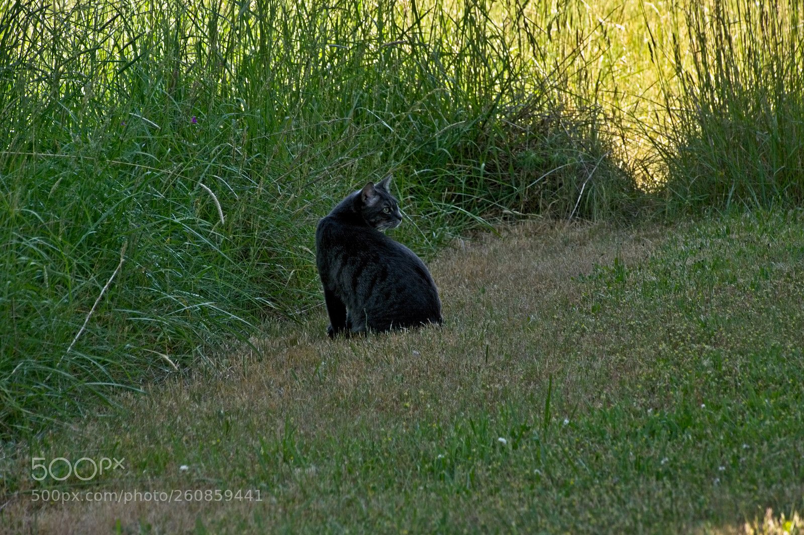 Nikon D5200 sample photo. The hunter photography