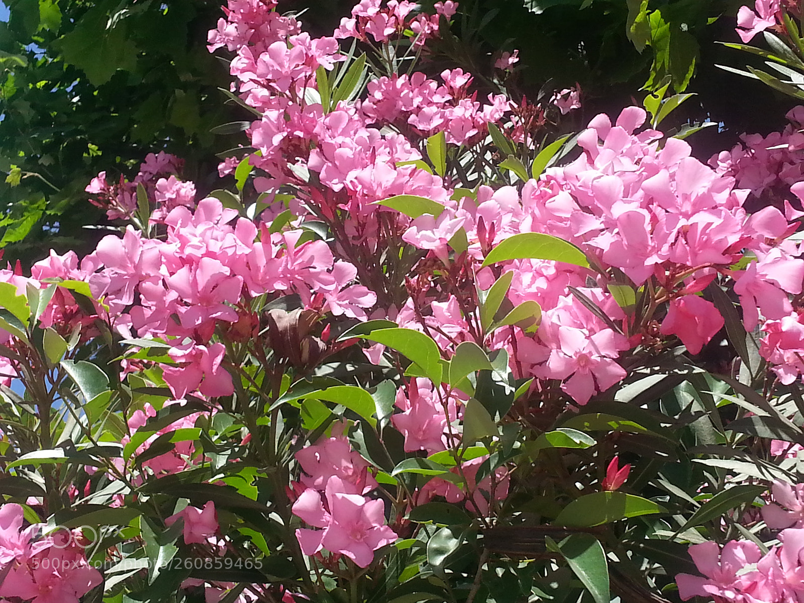 Samsung Galaxy Note2 sample photo. Poisonous but beautiful photography
