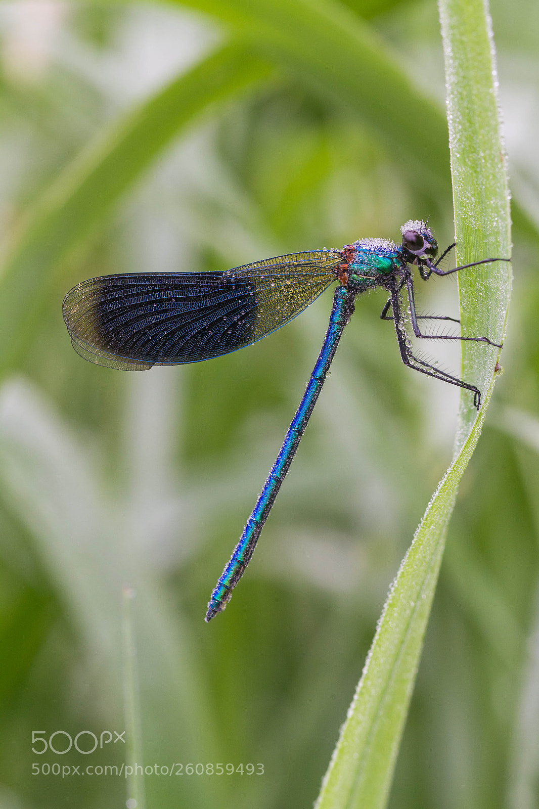 Canon EOS 7D sample photo. Banded demoiselle waking up photography