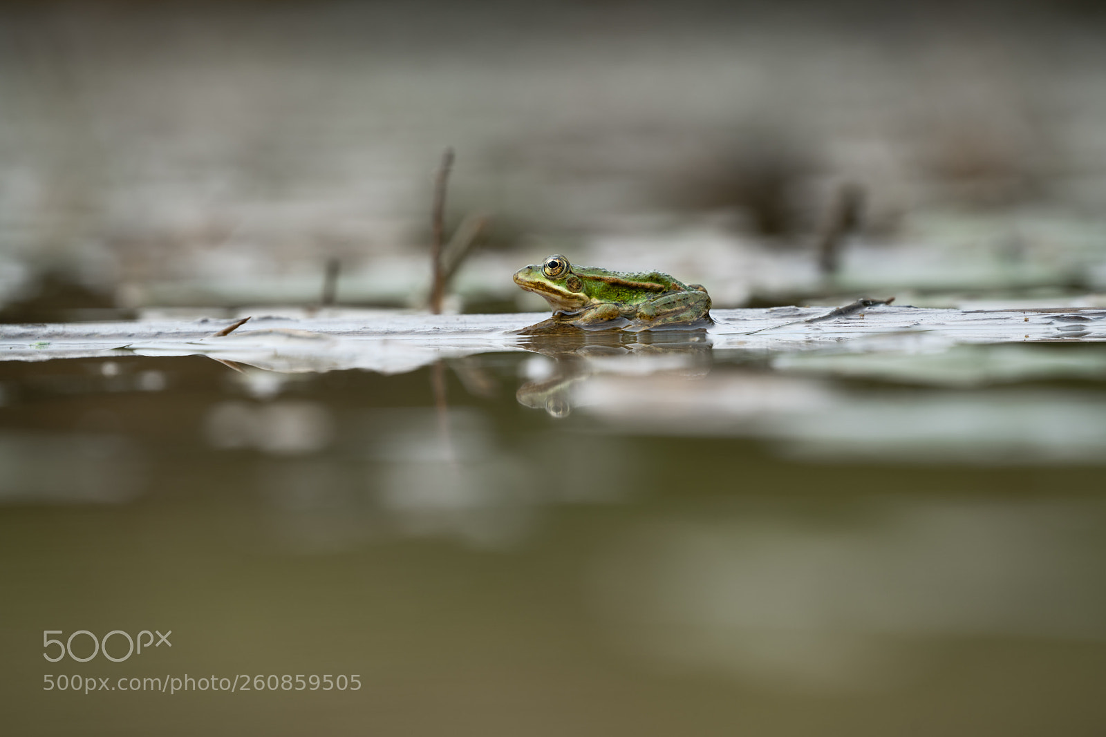 Sony a7R II sample photo. Little frog photography