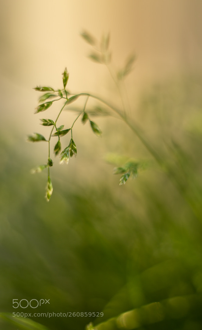 Canon EOS 6D sample photo. 'crazy' grass photography