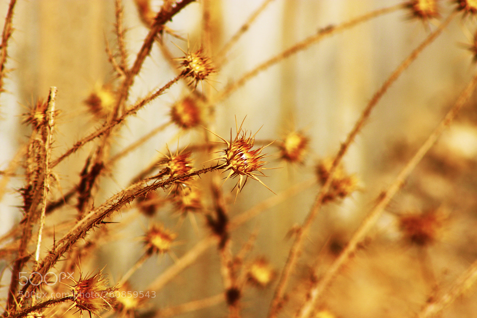 Canon EOS 700D (EOS Rebel T5i / EOS Kiss X7i) sample photo. The gold photography