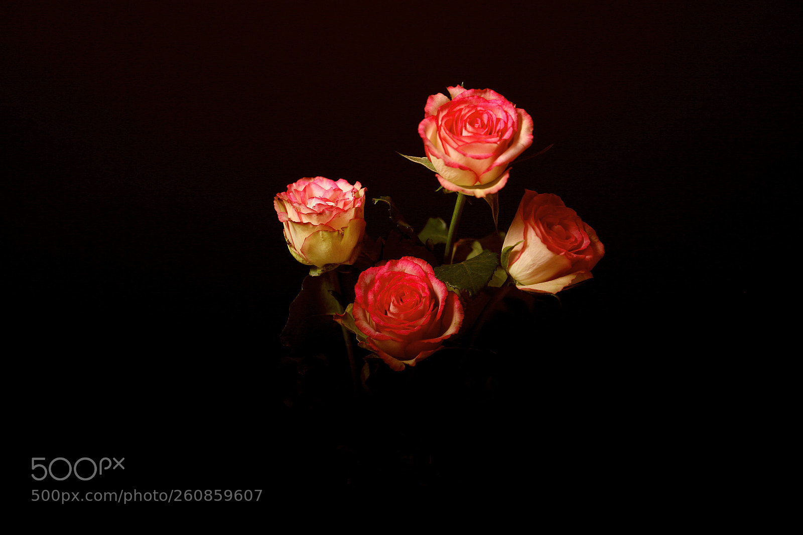 Canon EOS 5D Mark II sample photo. Roses photography