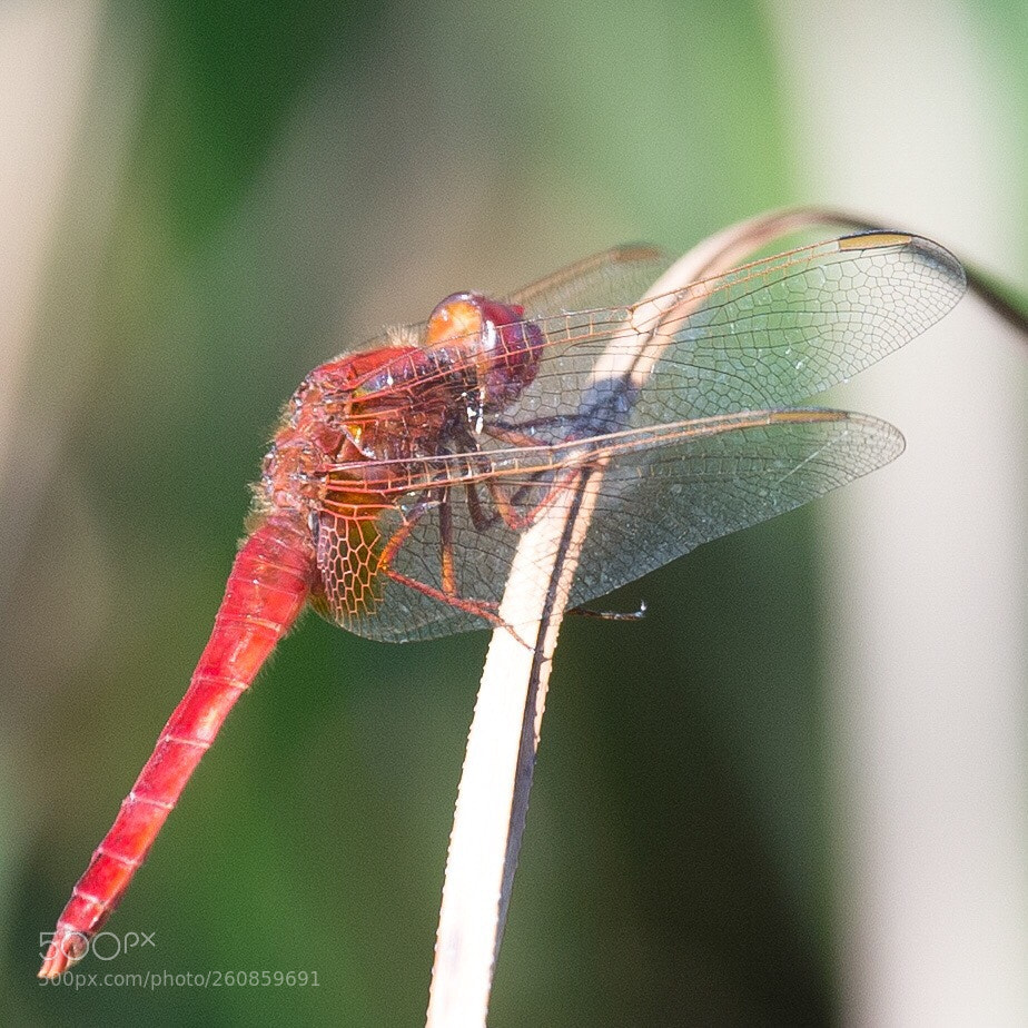Nikon D4 sample photo. Untitled photography