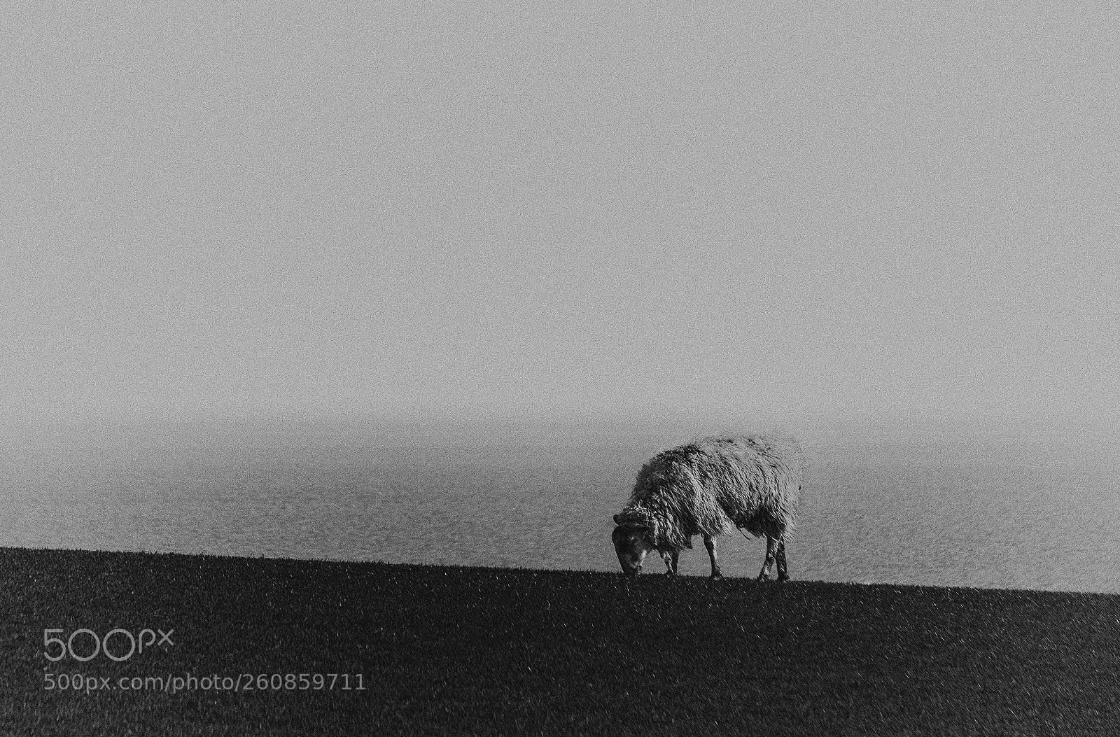 Nikon D810 sample photo. Islay sheep  photography