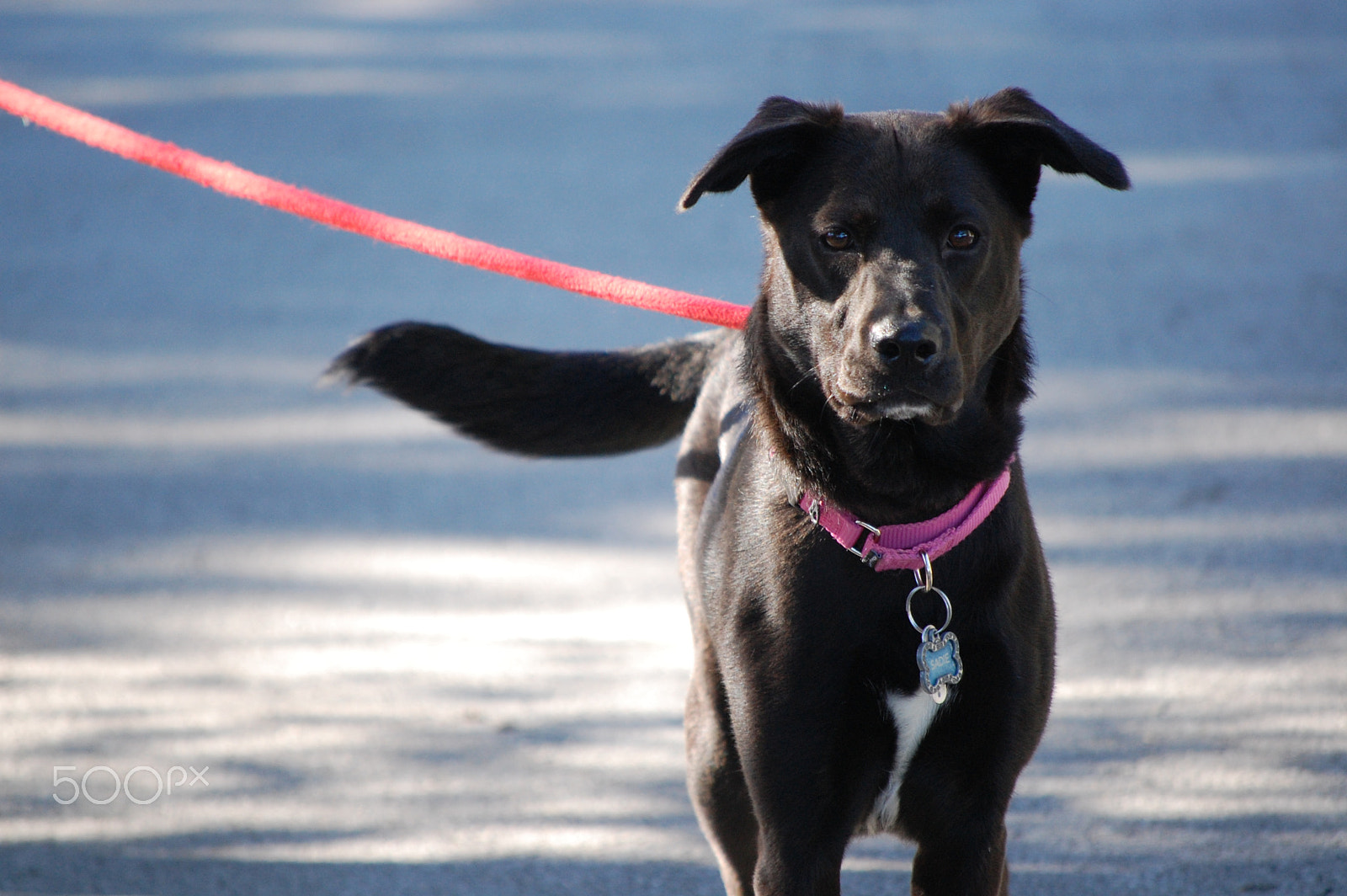 Nikon D40 sample photo. Sadie photography