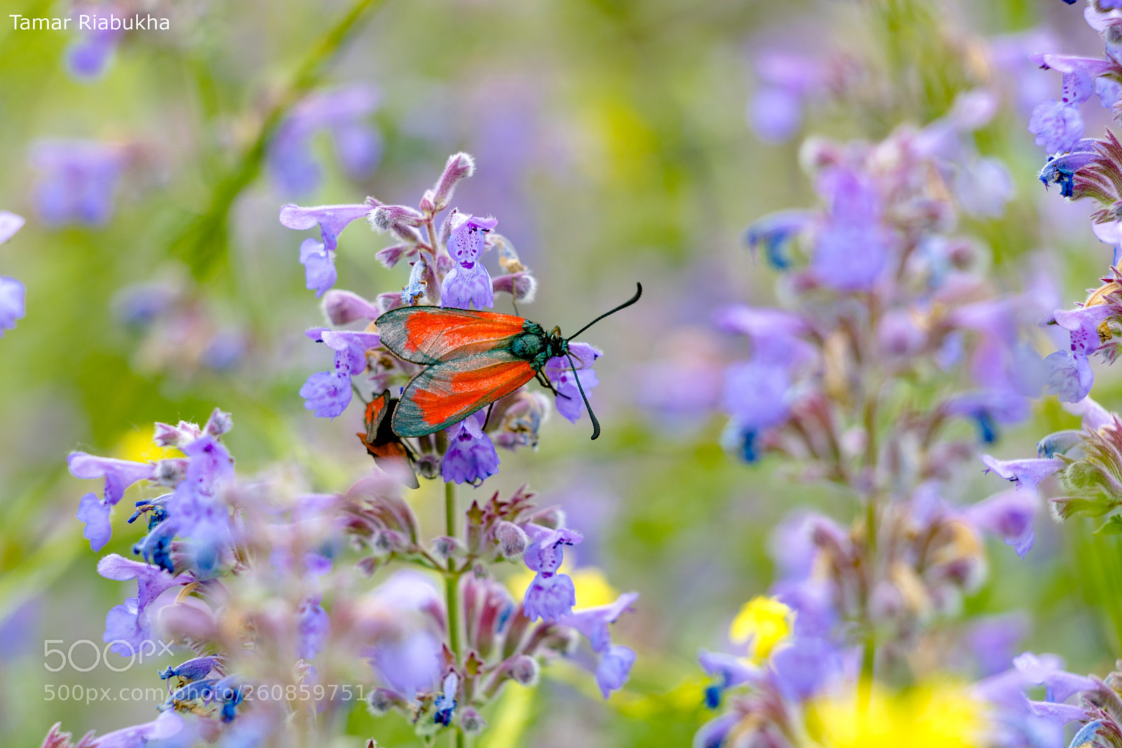 Canon EOS 750D (EOS Rebel T6i / EOS Kiss X8i) sample photo. Butterfly photography