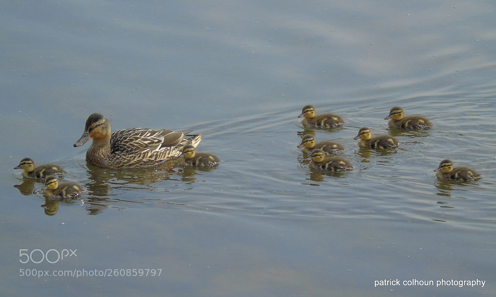 Sony Cyber-shot DSC-H400 sample photo. Duck and ducklings photography