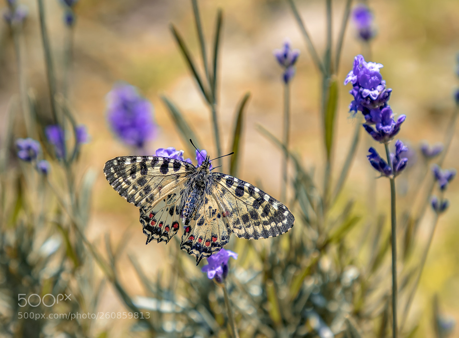 Canon EOS 6D Mark II sample photo. Colorful photography