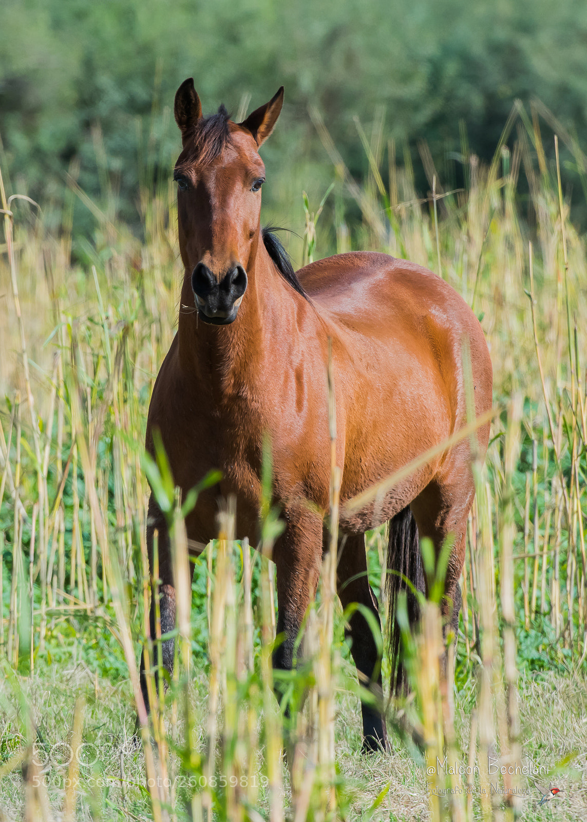 Nikon D810 sample photo. Mbs photography