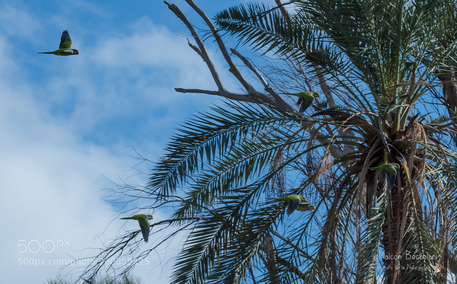 Nikon D810 sample photo. Mbs photography